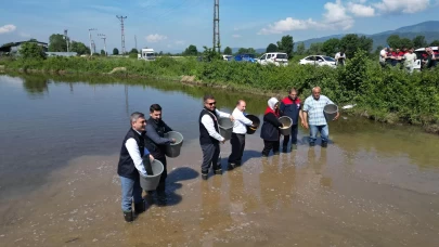 Düzce'de coğrafi işaretli Konuralp pirincinin ekimi yapıldı