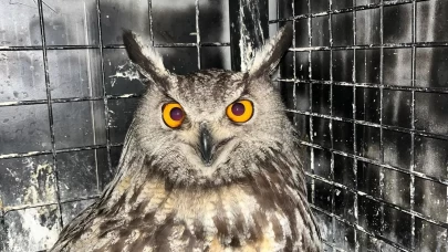 Erzurum'da yaralı bulunan puhu tedaviye alındı