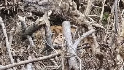 Ağaç dalları arasındaki vaşak ailesi koruma altına alındı
