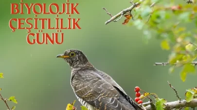 Dünya Biyolojik Çeşitlilik Günü kutlanıyor