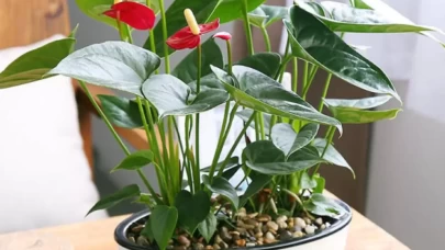 Antoryum Bitkisi Ne Sever? Uygun Ortam Koşulları