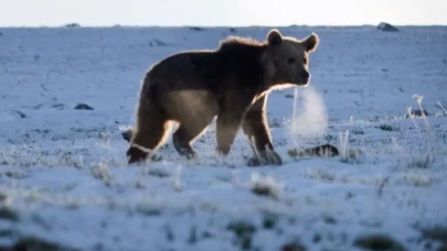 Kış uykusundan uyanan boz ayı yiyecek ararken görüntülendi