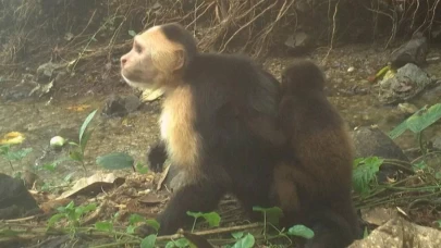 Canı sıkılan kapuçin maymunları başka türlerin yavrularını kaçırmaya başladı