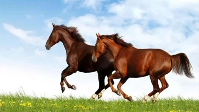 İşte Güç ve Özgürlüğün Sembolü Olan Bu Rüyanın Anlamları