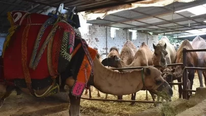 Mısır'da kurbanlık deve pazarında bayram yoğunluğu