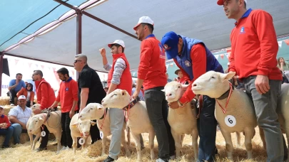 Kayseri'de koyunlar güzellikleri için yarıştılar!