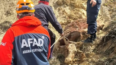İneğiyle çamura saplandı, AFAD kurtardı