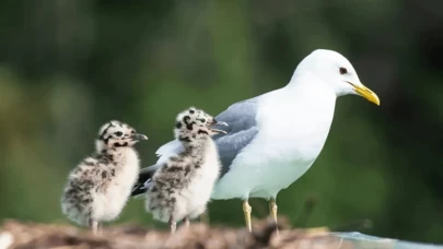 Yolda bir martı yavrusu görürseniz ne yapmalısınız?