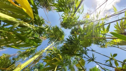 Stratejik ürün kenevirde hem üretim hem verimlilik artıyor