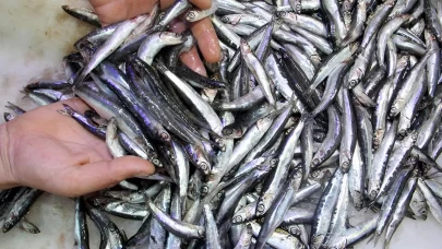 Hamsi ihracatında ocak-nisan döneminde rekor gelir!