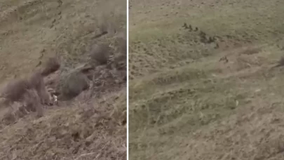 Türkiye-İran sınırında domuz sürüsü görüntülendi