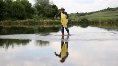 Trakya'nın bereketli topraklarında meşakkatli çeltik mesaisi başladı