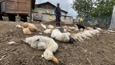 Kocaeli'de bahçede korkutucu saldırı: 80 hayvan telef oldu!