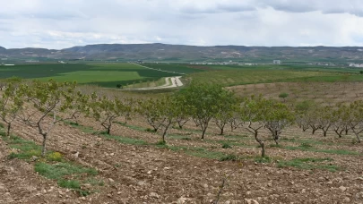 Batman'da fındık dikim alanı 2 katına çıktı!