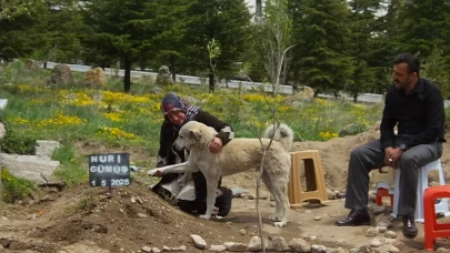 Sahibini kaybeden köpek onun mezarı başından ayrılmıyor