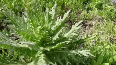 Doğal şifa sanılıyor ama sessiz katil! Bu bitki karaciğer yetmezliği yapıyor!