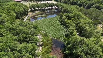 Çiçek koparmanın cezası dudak uçuklattı