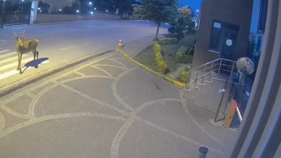 Doğaya salınan kızıl geyikler şehri çok sevdi