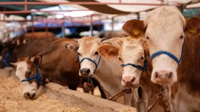 Bakanlıktan hastalık ve kesimlere ilişkin kurbanlık tedbirleri