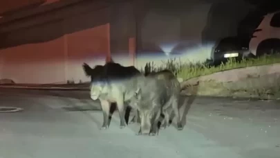 Ordu'da aç kalan yaban domuzları sokakları mesken tuttu