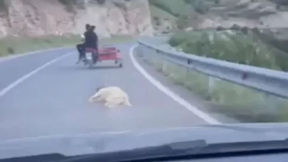 Kahramanmaraş'ta köpeğe eziyet eden şahsa verilen ceza belli oldu