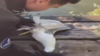 Bakırköy'de kanadına dolanan ip nedeniyle gölette mahsur kalan martı kurtarıldı