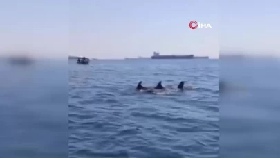 Küçükçekmece açıklarında yunuslardan görsel şölen