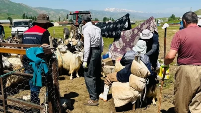Şap alarmı! Yüksekova’da hayvanlar için aşı seferberliği