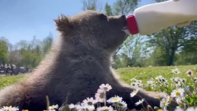 Doğada yalnız bulunan yavru ayılar koruma altına alındı