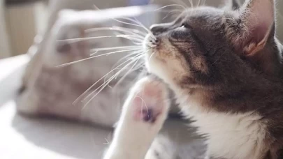 Kedilerde Pire Neden Olur? Belirtileri Nelerdir?