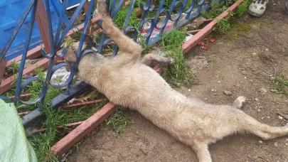 Demir korkuluklara sıkışan köpeği itfaiye ekipleri kurtardı