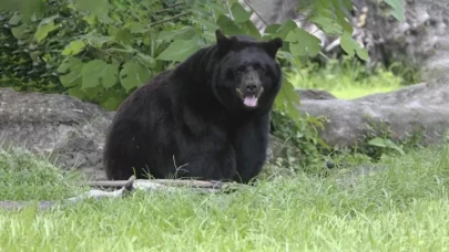 Florida'da ayı saldırısına uğrayan adam öldü