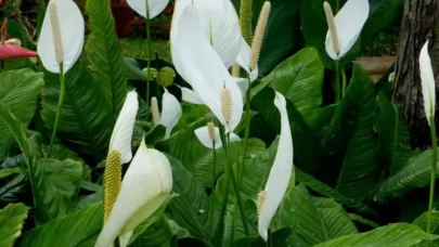 Hava temizleyen şık bitkilerle evinizin enerjisini yükseltin