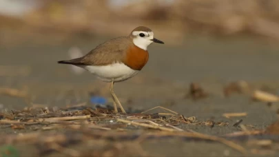 Milleyha Kuş Cenneti koruma altına alınıyor