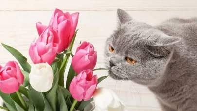 Kediler İçin Zararlı Çiçekler