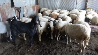 Kurbanlık seçiminde dikkat: Küpesiz ve zayıf hayvana izin yok