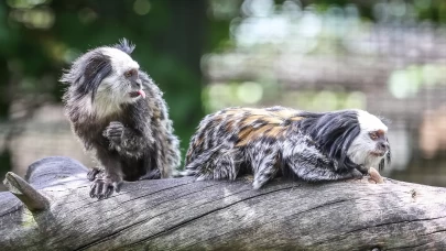 Bursa Hayvanat Bahçesi'nin küçük sakinleri