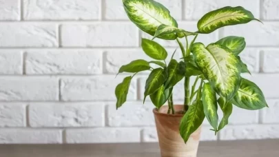 Her evde bulunan bu çiçek zehir saçıyor!