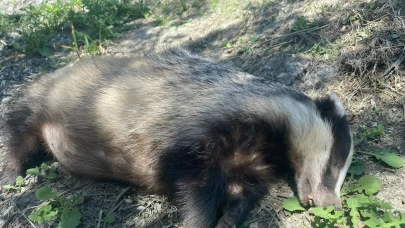 Nesli tükenme tehlikesi altında olan Avrupa porsuğu ölü bulundu