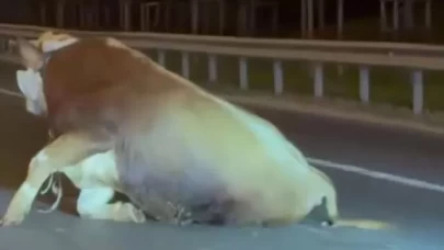 Seyir halindeki kamyonetten atlayan dana ayağını kırdı