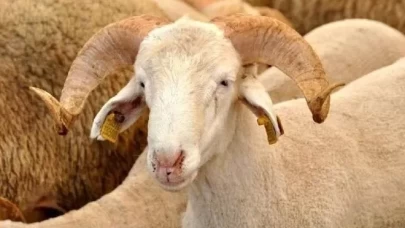 Kurban keserken okunacak dualar neledir? Kurban kesimi duası