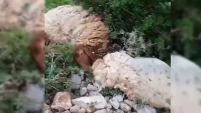 Yüksekova’da sürünün üzerine yıldırım düştü: Hayvanlar telef oldu