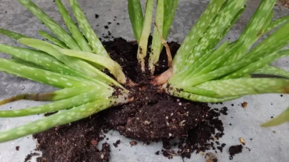 Aloe Vera Çiçeği Çoğaltma Teknikleri ve Püf Noktaları