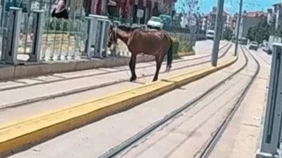 Tramvay raylarında başıboş at görüldü
