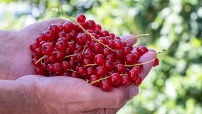 Frenk üzümünün faydaları neler? Vücudu baştan aşağı yeniliyor
