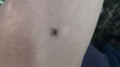 1 kene 10 bin yumurta bırakıyor