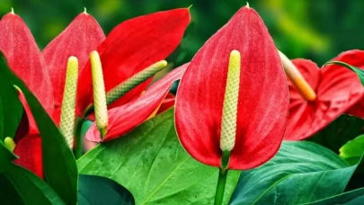 Antoryum Çiçeği Nasıl Bakılır? Evde Püf Teknikleriyle Antoryum Çiçeği Bakımı ve Sulama