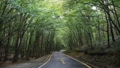 Ormanlara girişe sınırlama geldi