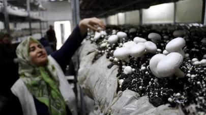 Gıda mühendisi oğlu sayesinde 53 yaşında mantar üreticisi oldu