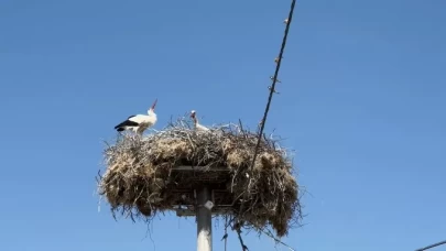 Yaren leyleğin yavruları göç yolculuğuna hazırlanıyor